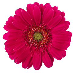 Pink Daisy